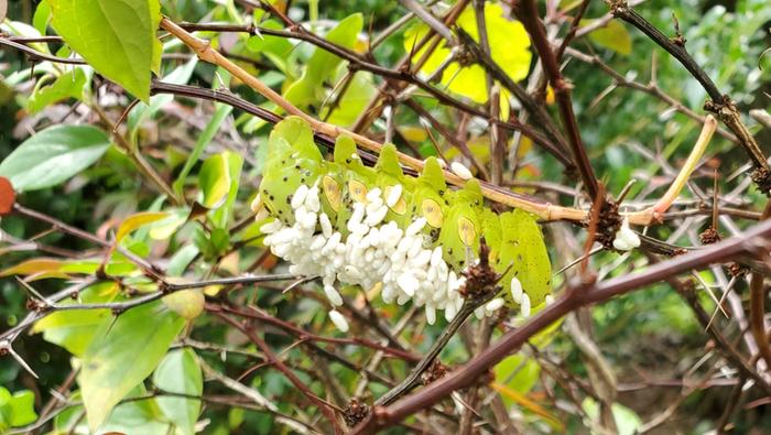 So many parasitic wasp cocoons on this caterpillar