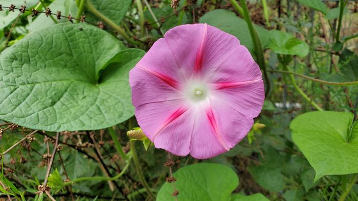 Common morning glory, Ipomoea purpurea