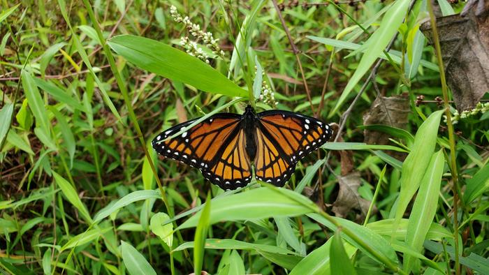 Viceroy, Limenitis archippus