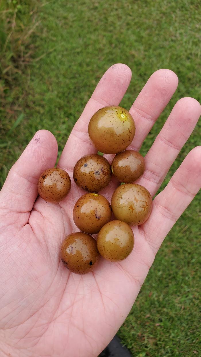 Bronze muscadines
