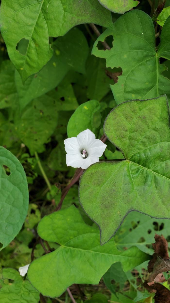 White morning glory or whitestar, Ipomoea lacunosa