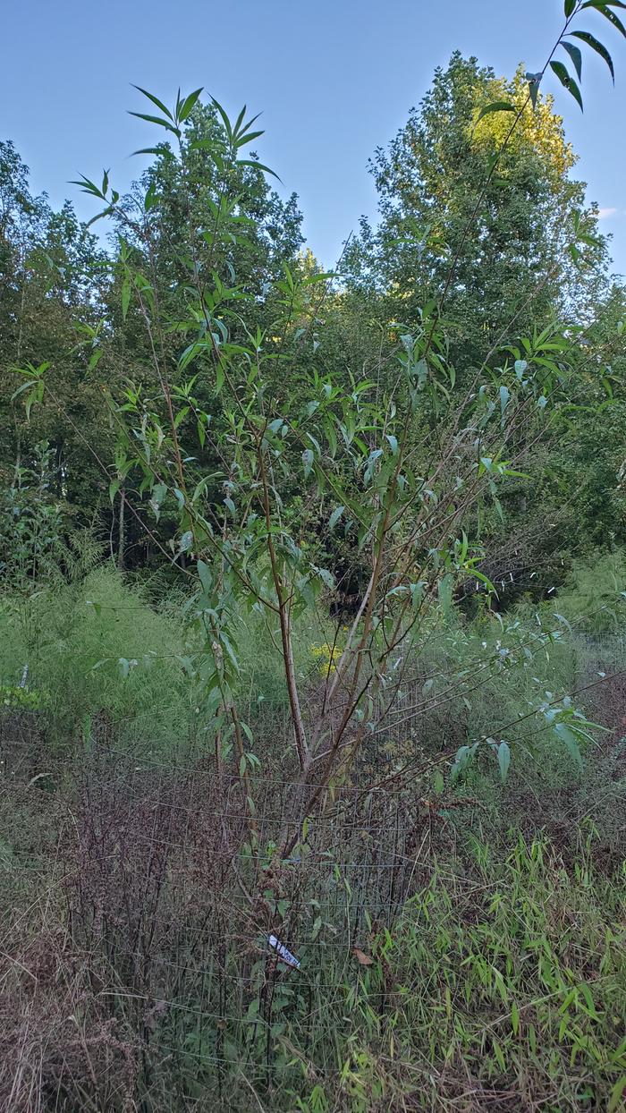 18 month old seedling peach tree