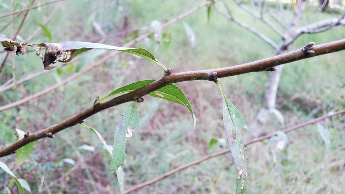 First peach fruit buds forming!