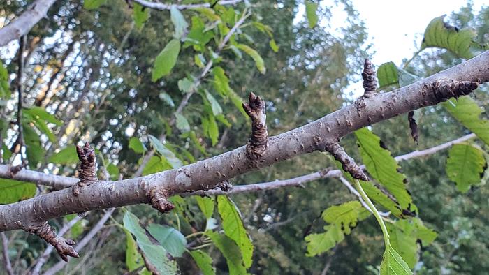 Lots of cherry fruit buds