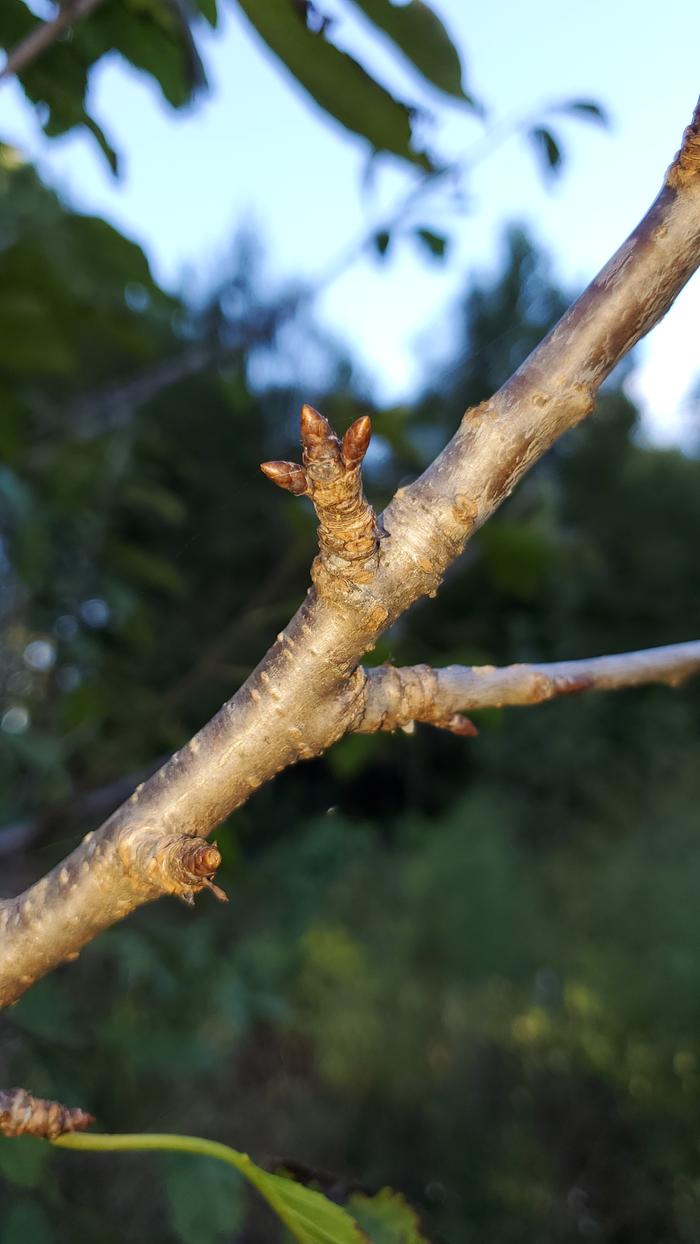 Cherry fruit bud close up