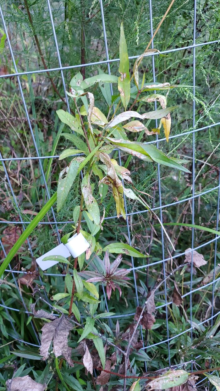Struggling peach seedling