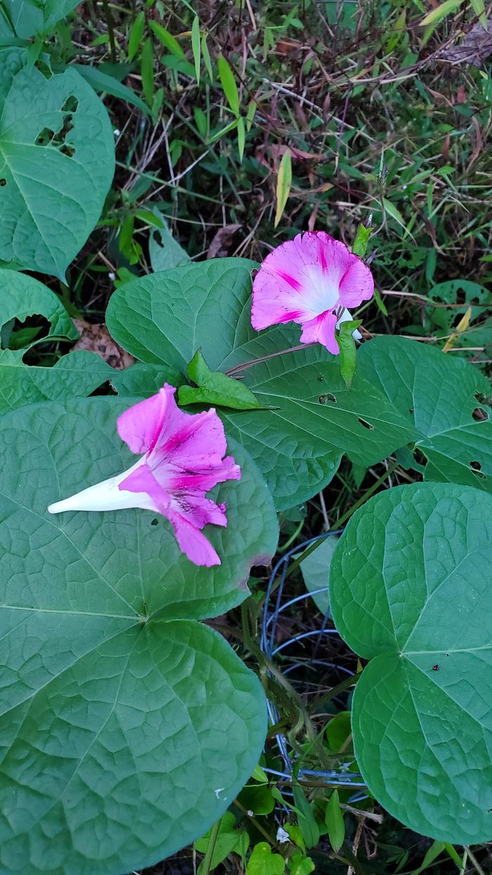 Fallen purple morning glory flowers