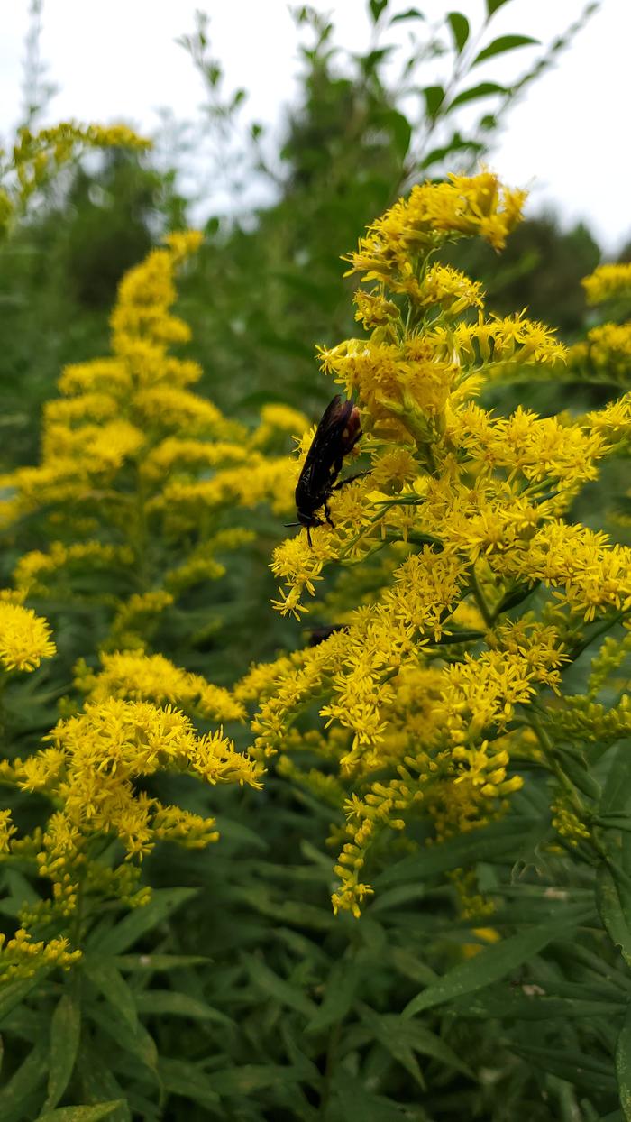 Solid wasp