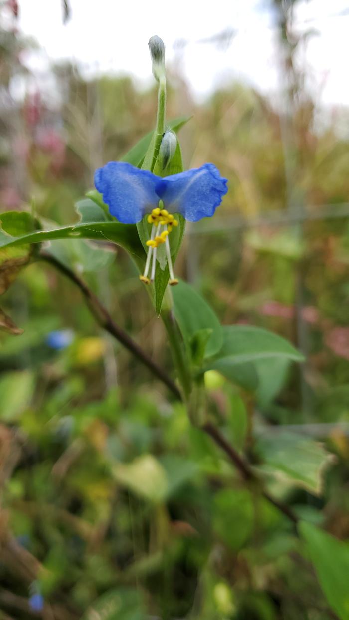 Asiatic daylower, Commelina communis