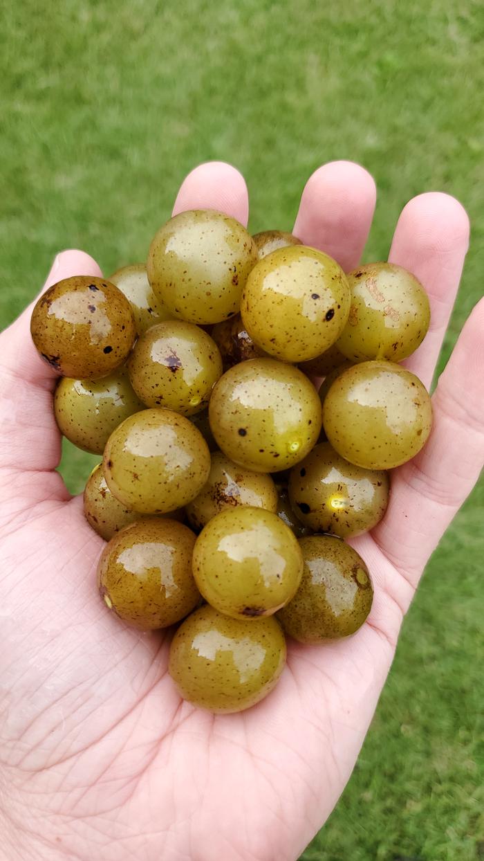 Muscadines!