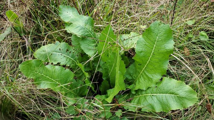 Wide horseradish plant