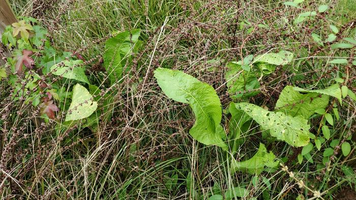 Horseradish leaves