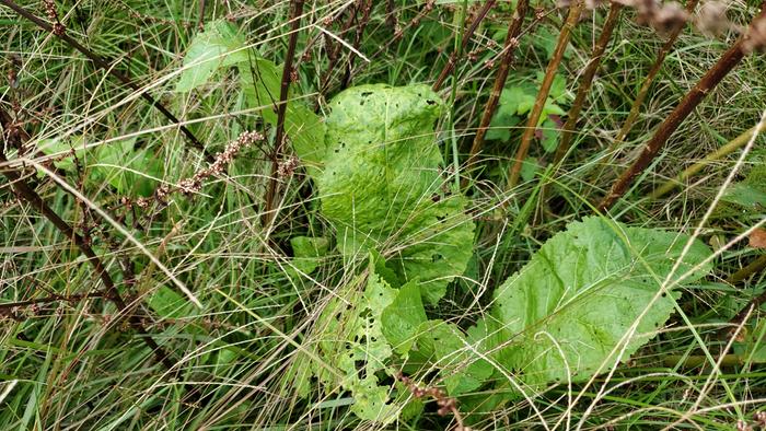 Horseradish hiding among the polyculture
