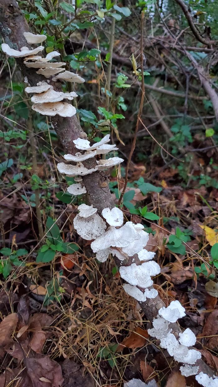 White mushrooms on a dead stick