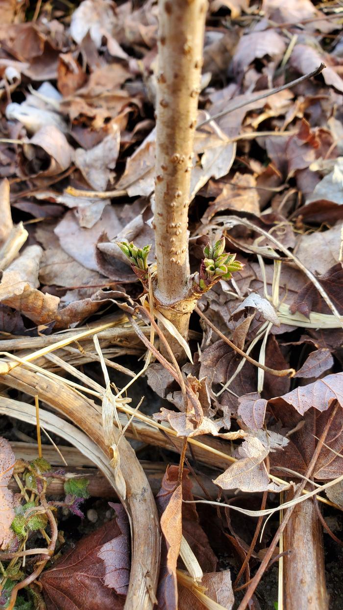 Lower buds