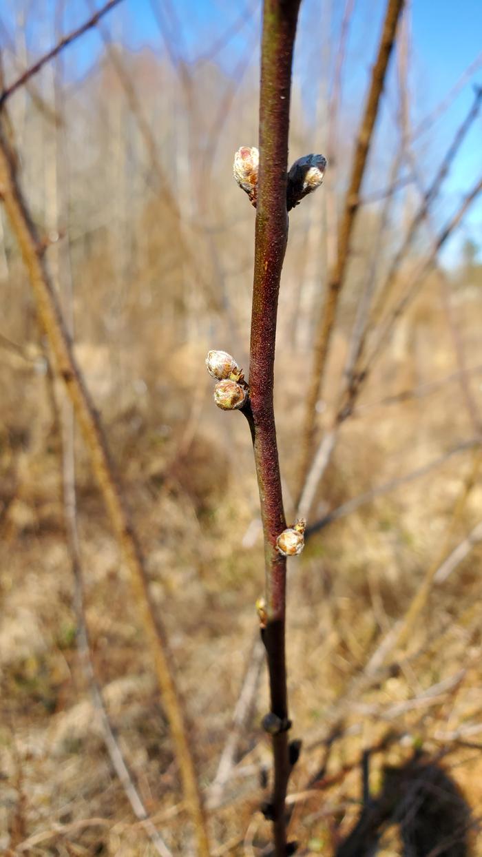 Peach seedling flower buds