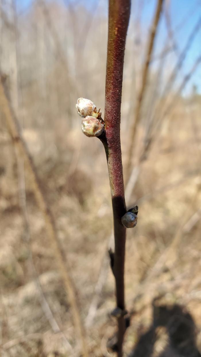 Peach flower buds closer up