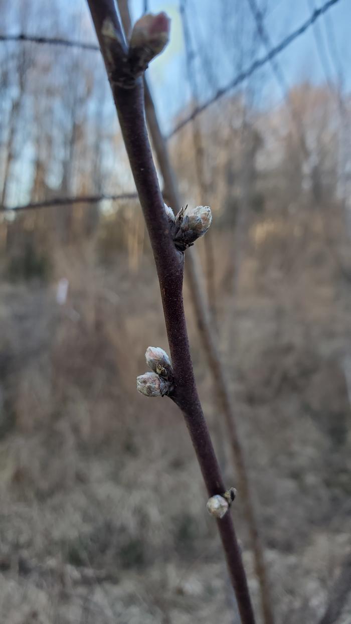 Vegetative buds with flower buds on each side