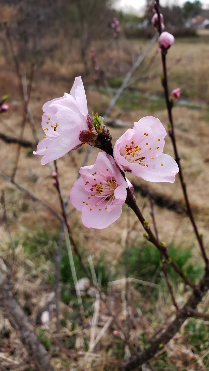 First peach flowers!