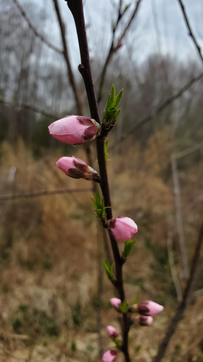 Peach flower buds