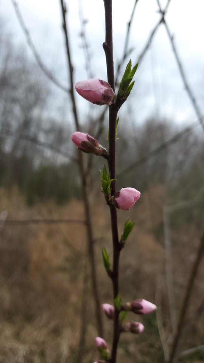 More peach flower buds