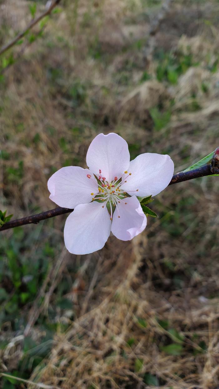 My favorite of the peach flowers today