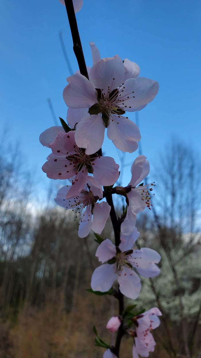Lots of open flowers