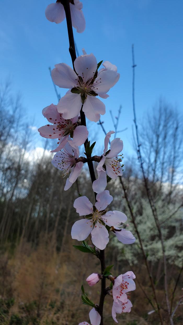 More flowers