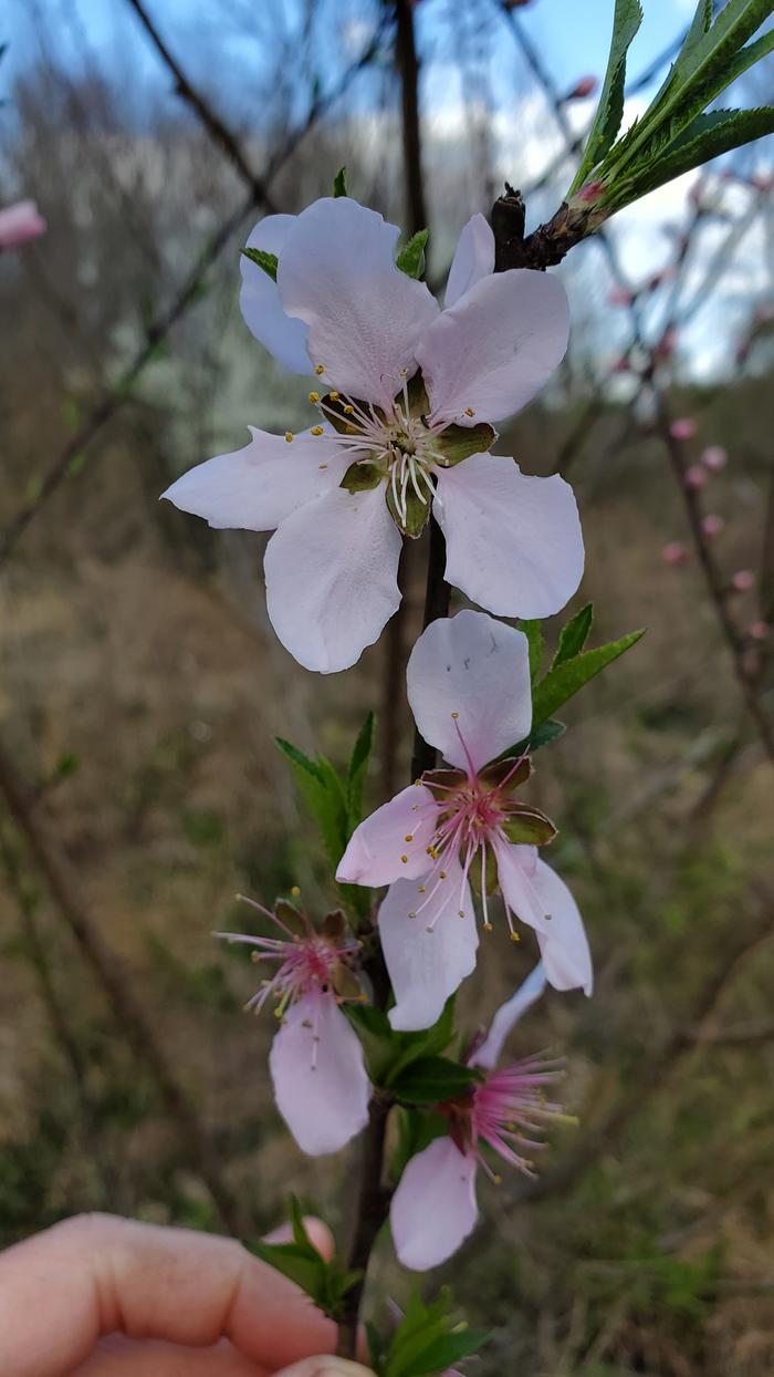 Petals starting to fall off some