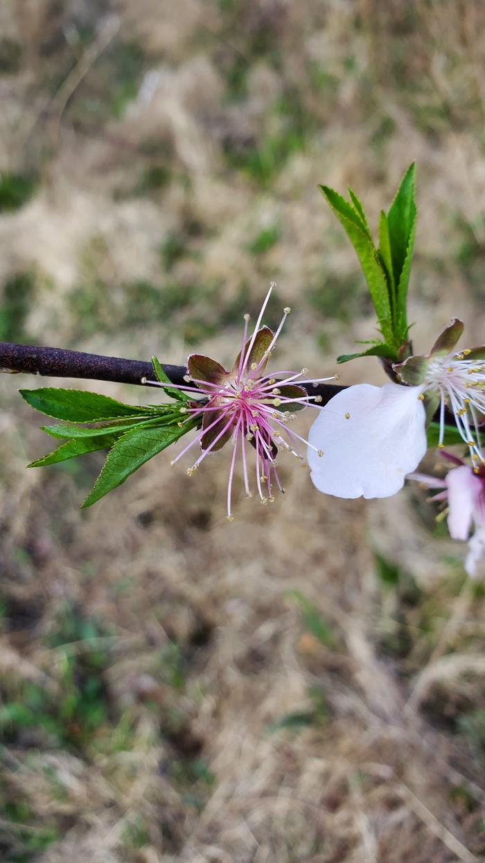Petals gone and peaches starting to form