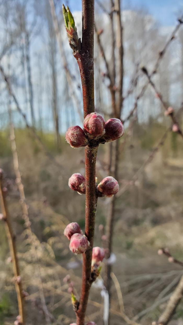 Triple flower buds