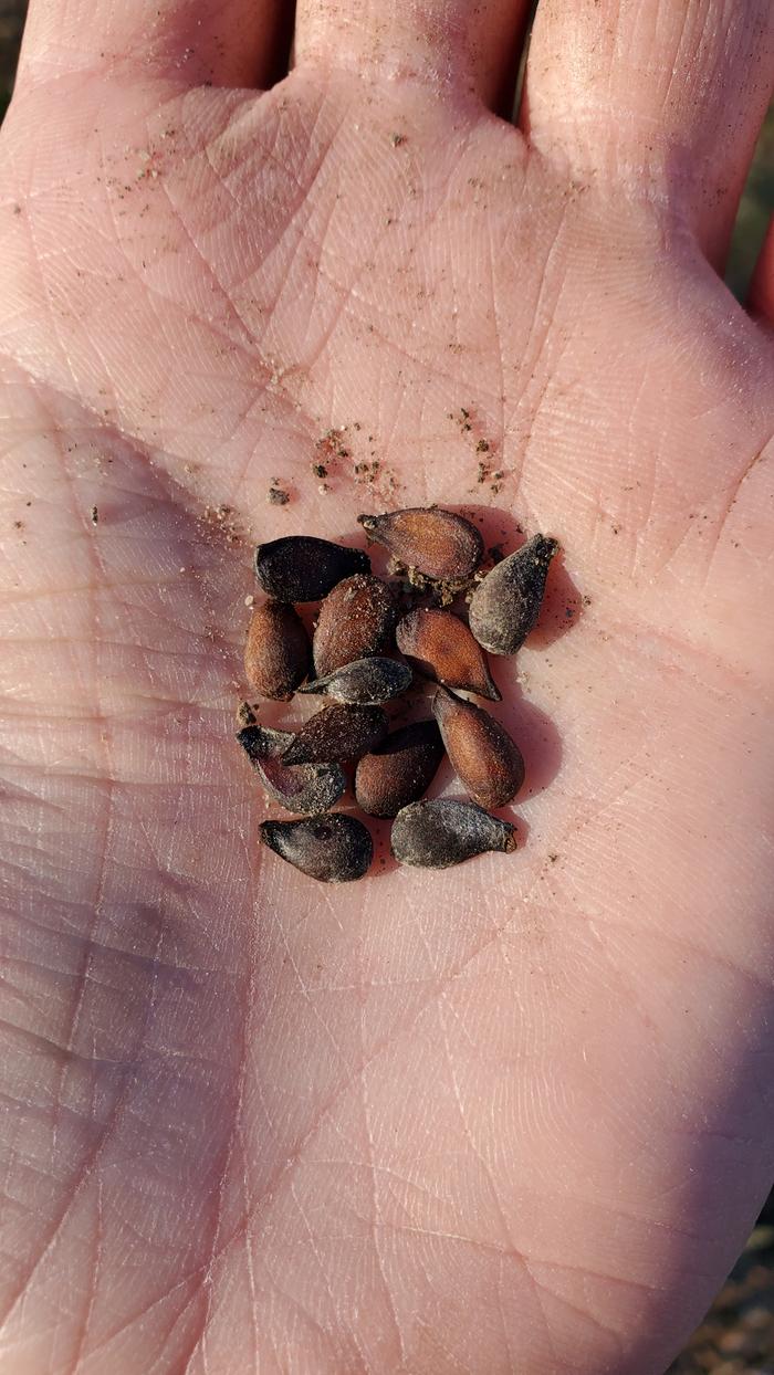 Pear seeds!