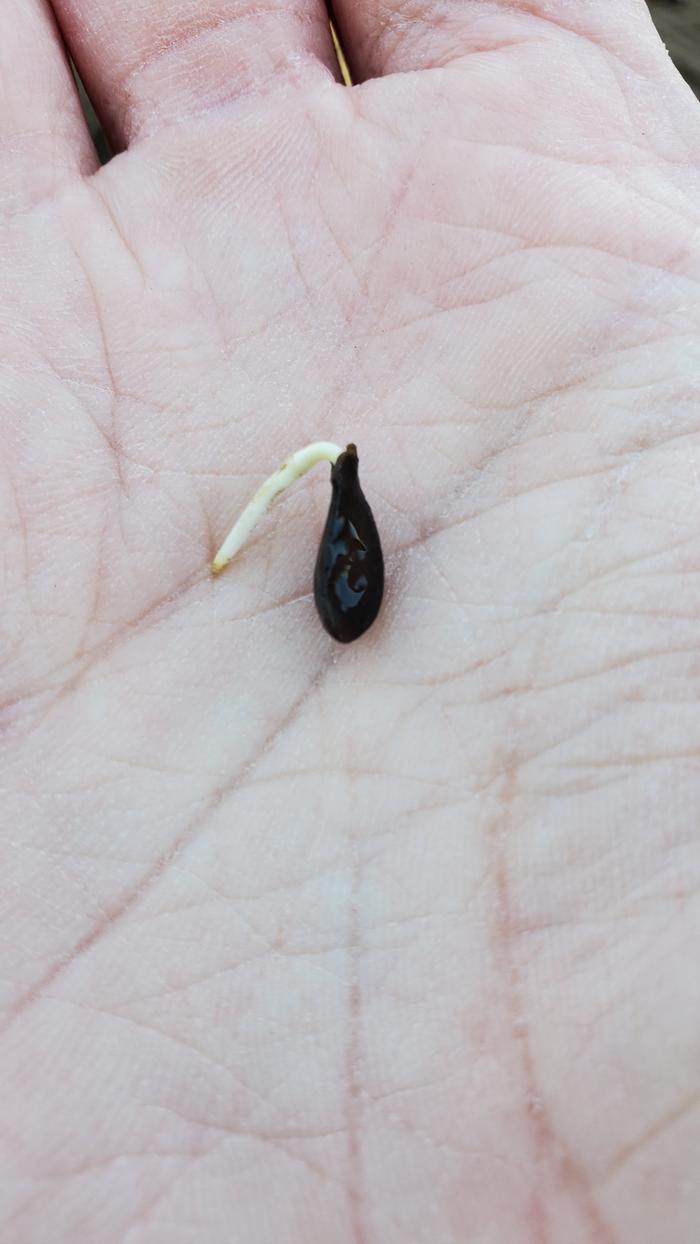Pear seed with root forming