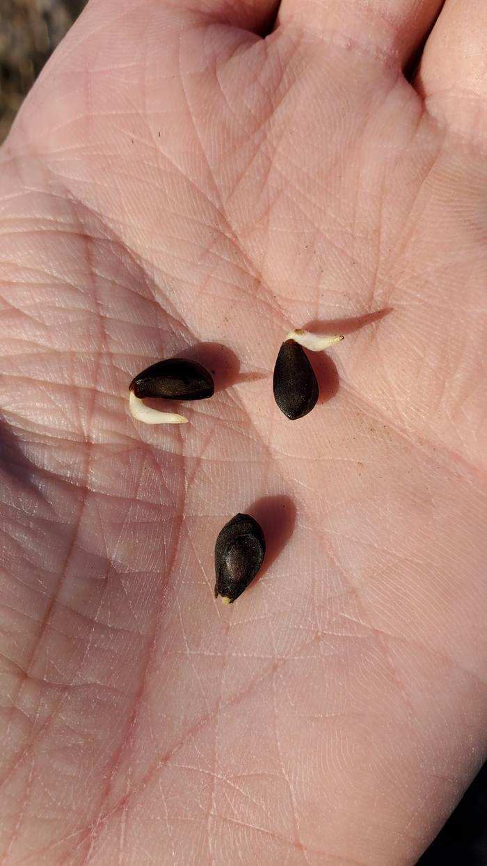 Pear seeds with roots