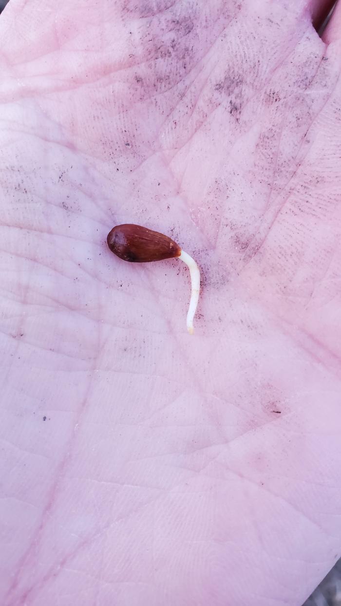 Apple seed with a root sprouting