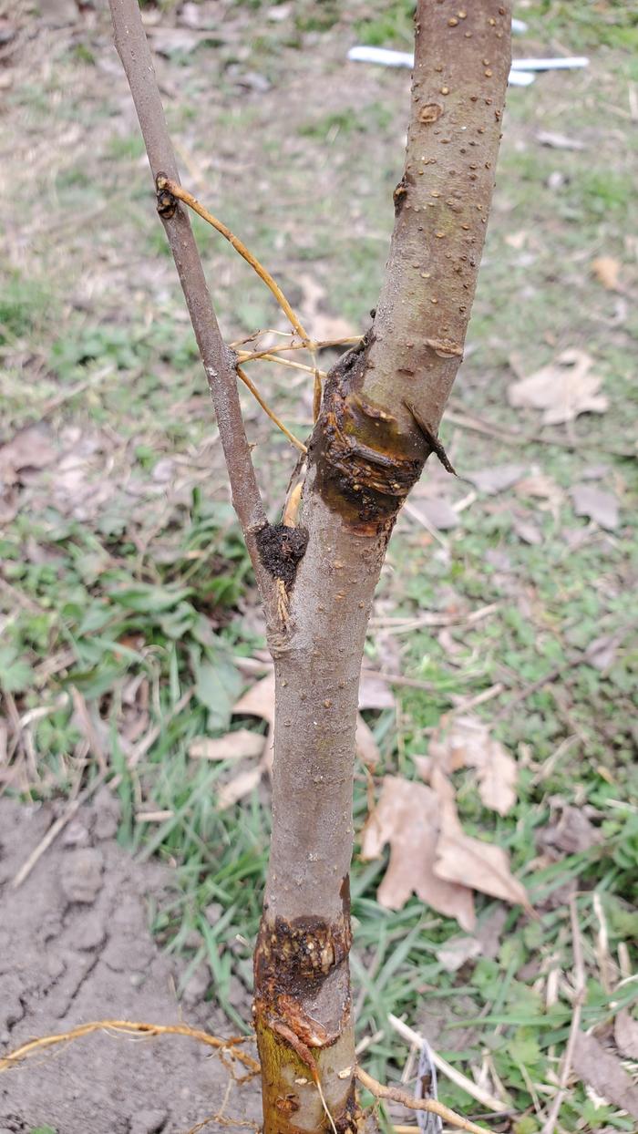 Grafted apple tree sending out its own roots above the graft