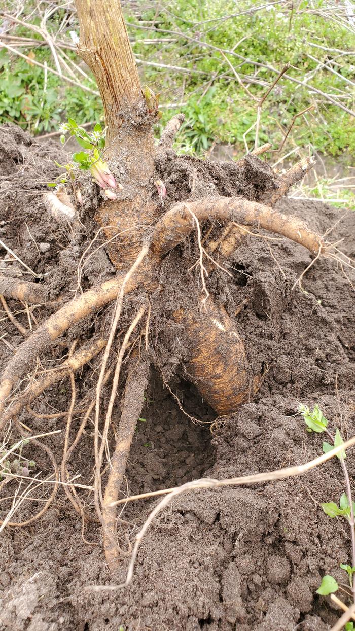 Giant pokeweed roots