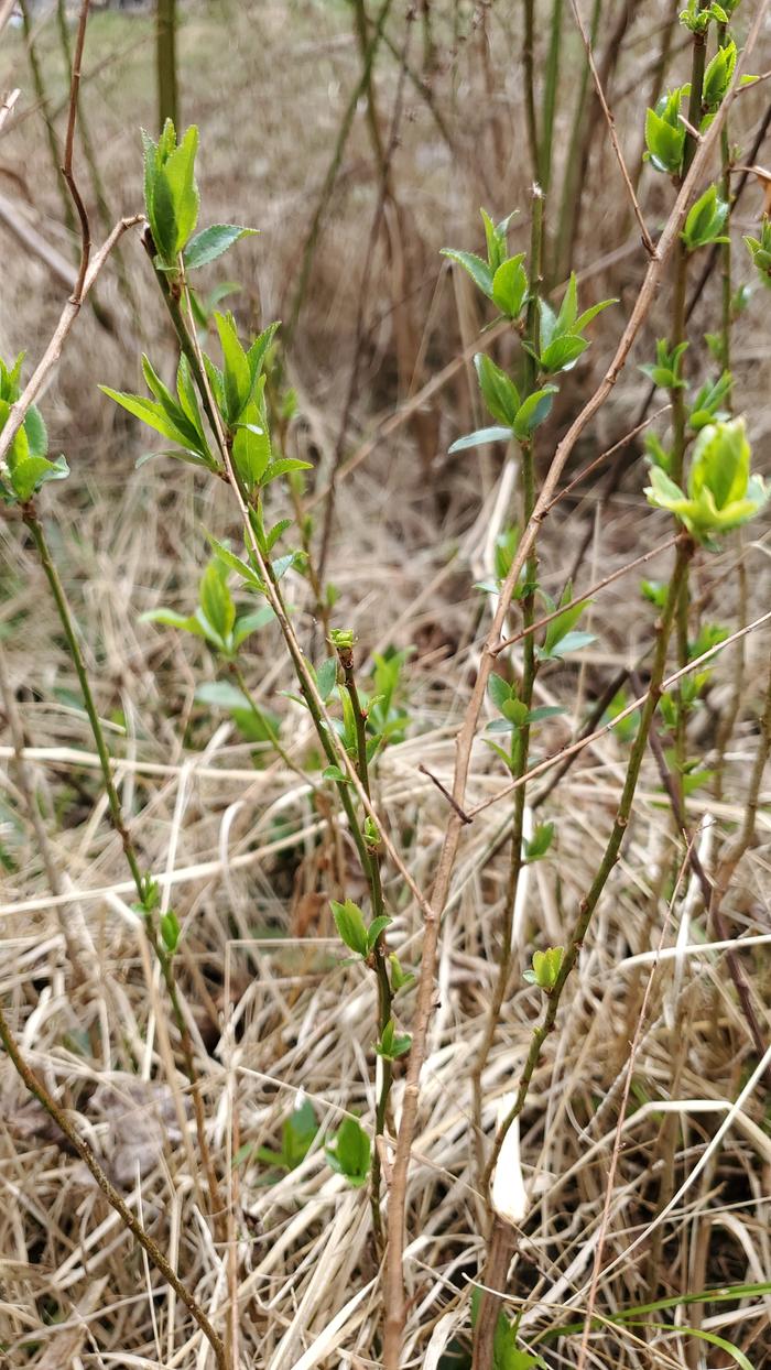 One year old plum trees starting to leaf out