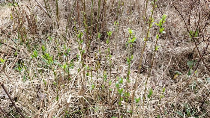 Lots of plum seedlings growing close together