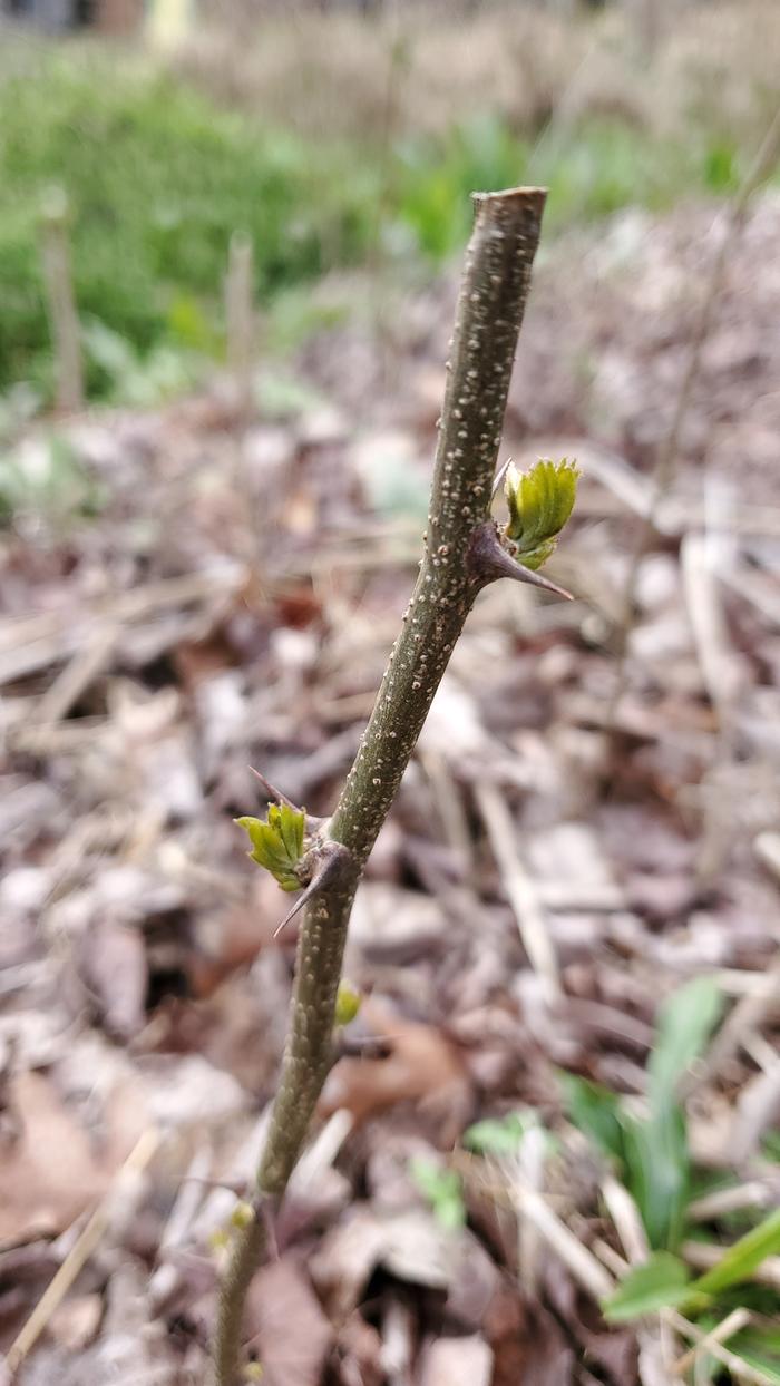 Black locust hardwood cutting leafing out