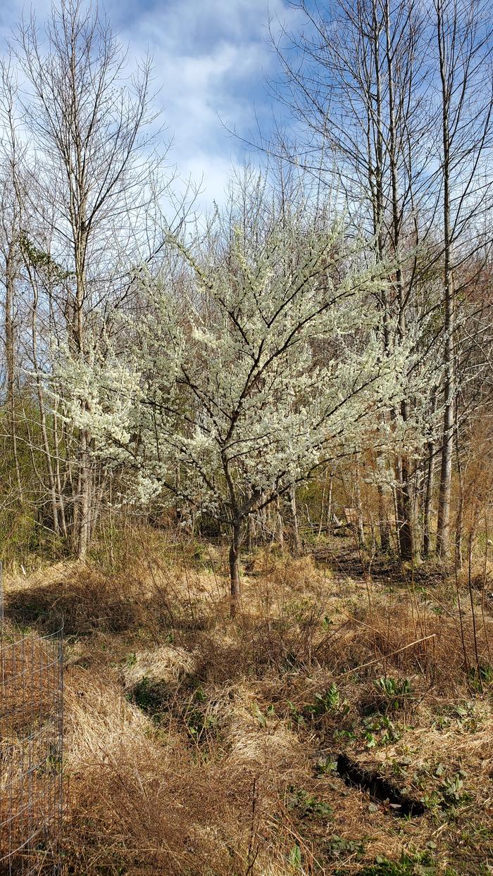 Fragrant parent plum tree