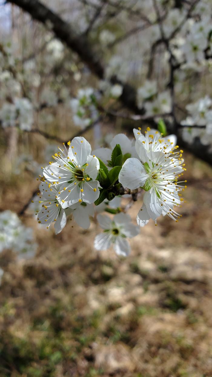 Plum flowers in full bloom