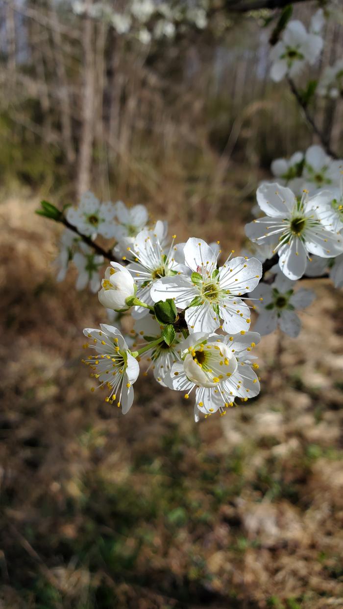 More plum flowers