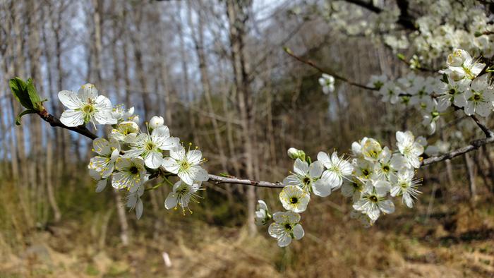 Plum branches filled with flowers