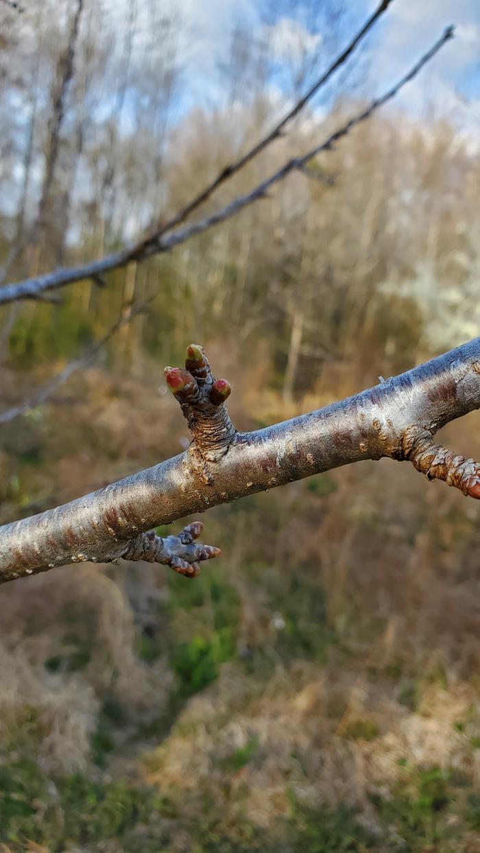 Cherry bud cluster