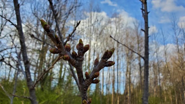 Lots of cherry buds