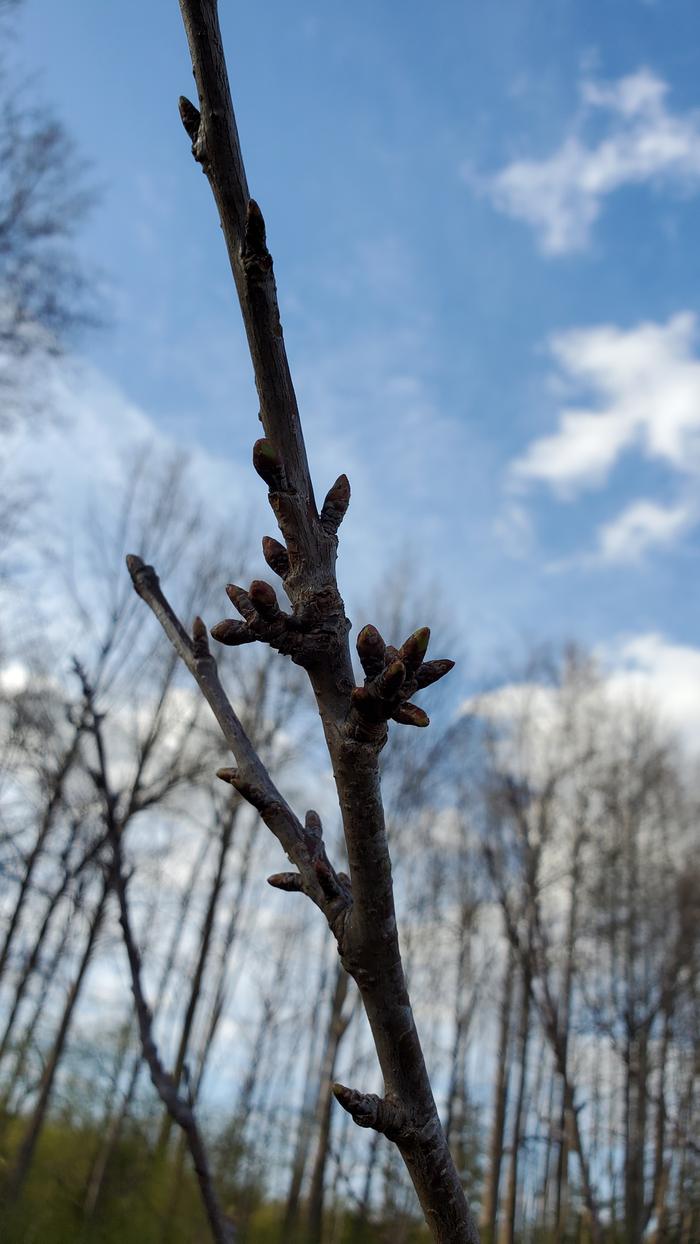 Cherry bud clusters