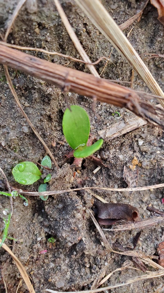 Pear seedling emerging