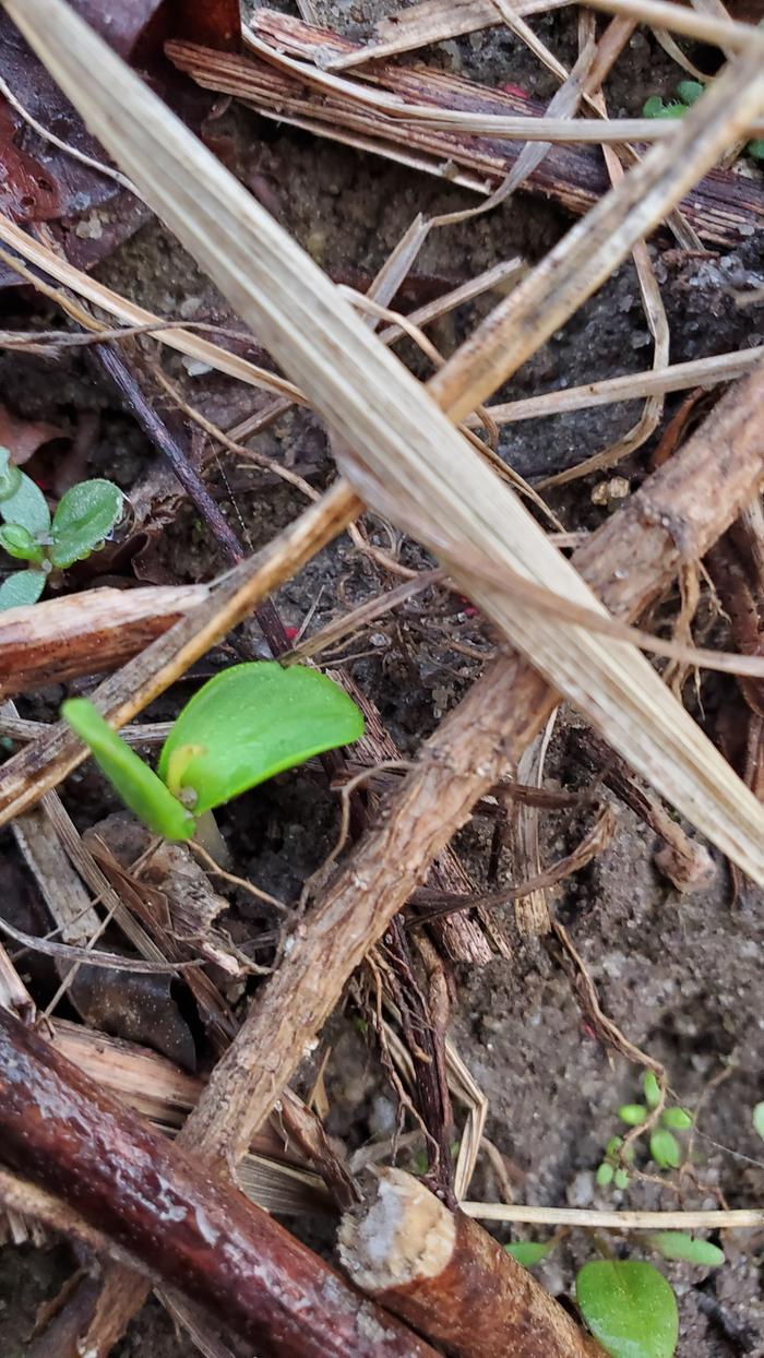 Pear seedling with a small sprout