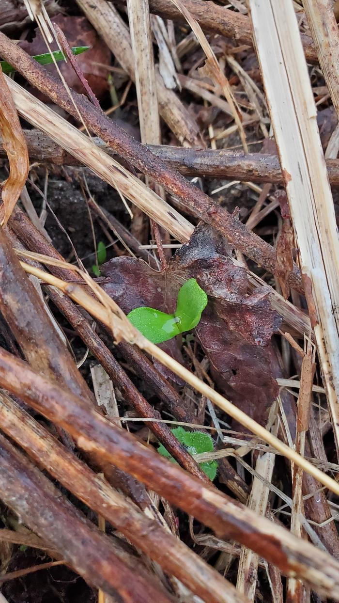 Pear seedling sprouting amongst a leaf and lots of stems